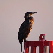 DSC09075