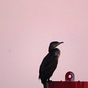 DSC09106