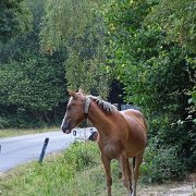DSC09194