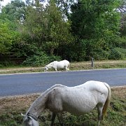DSC09197