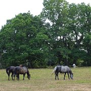 DSC09204