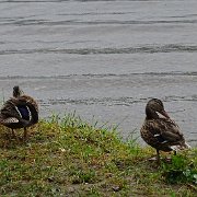 DSC03900
