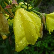 DSC03990