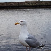 DSC02811