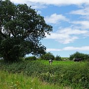 DSC02926