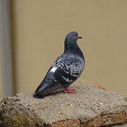 DSC00366