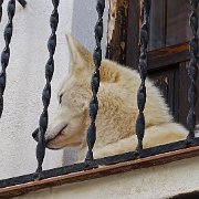 DSC00641