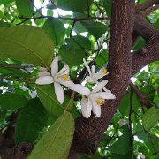 DSC00958