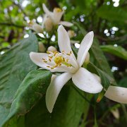 DSC00959