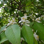 DSC00960