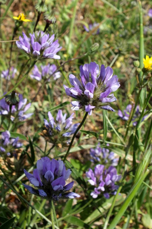 DSCF7186