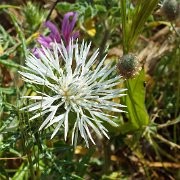 DSCF7132