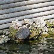 DSCF7393