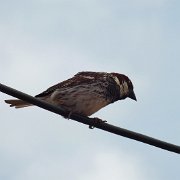 DSCF7509