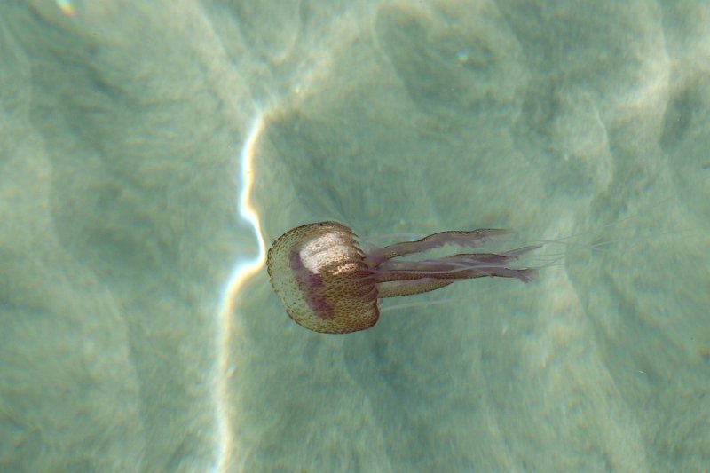 DSCF6474
