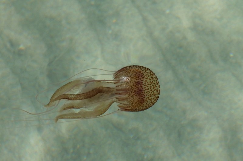 DSCF6482