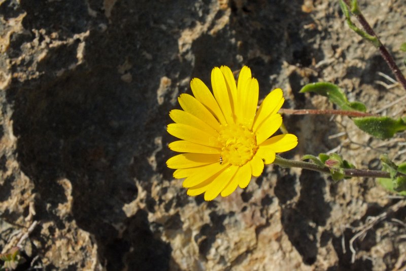 DSCF6507