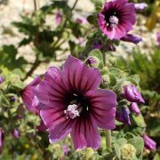 DSCF6423