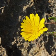 DSCF6507