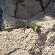 DSCF6511
