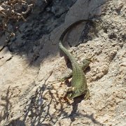 DSCF6516