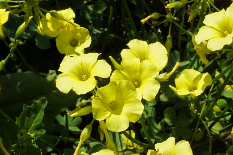 DSCF6798