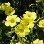DSCF6798