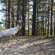 176-IMG_4364