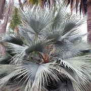 DSCF6399