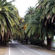 DSCF6406