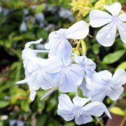 DSCF6512