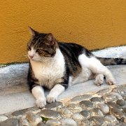 DSCF6700