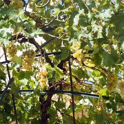DSCF6706