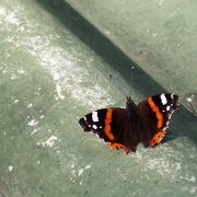 DSCF7262