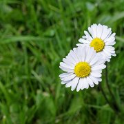 DSCF2768