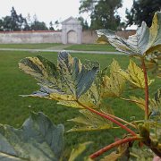 DSCF2956
